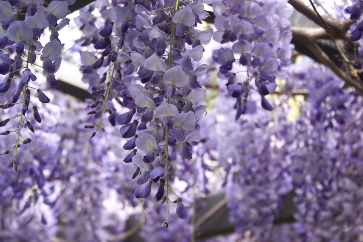 Глициния Перфект