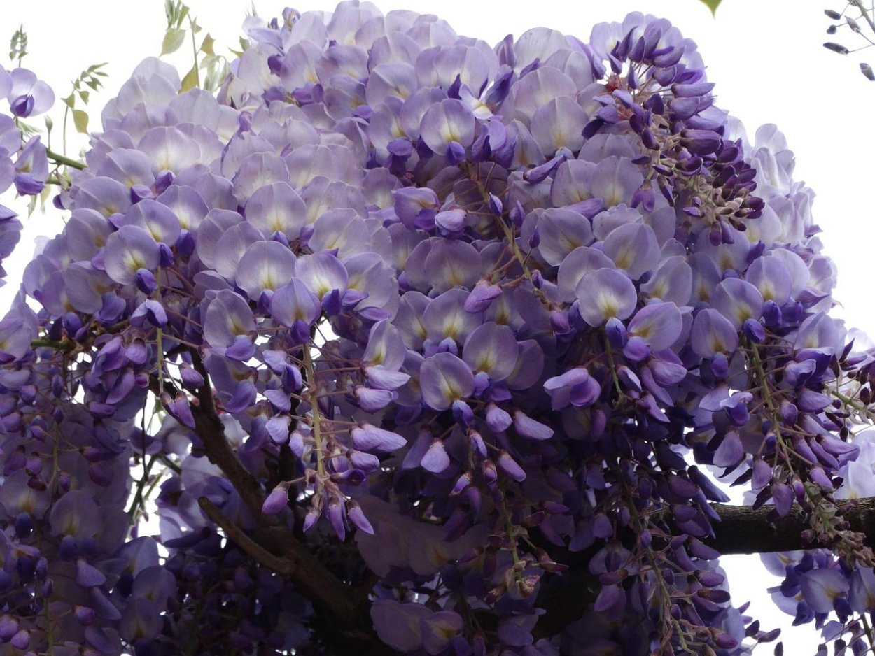 Акация Южная сиреневая