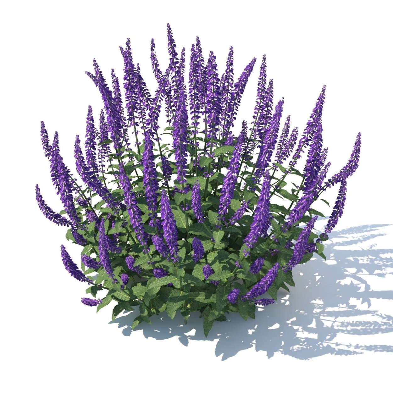 Шалфей лекарственный букетик