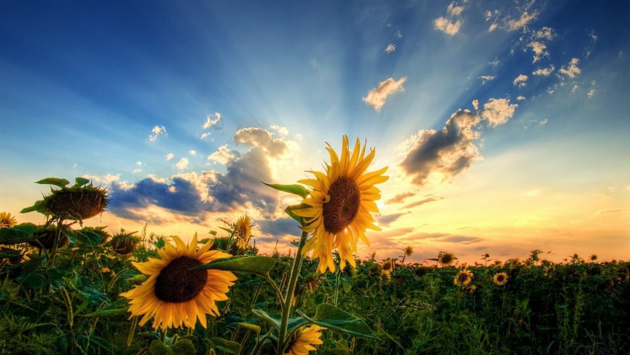 Ромашки на голубом