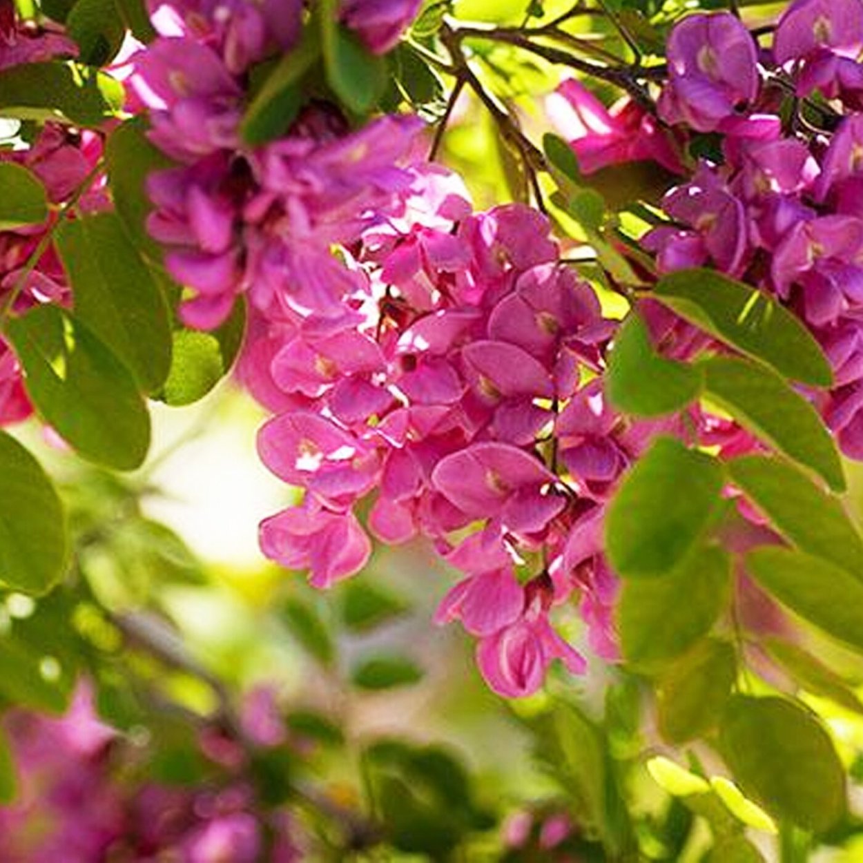 Робиния щетинистоволосая розовая