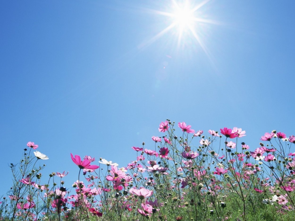 Цветы и небо