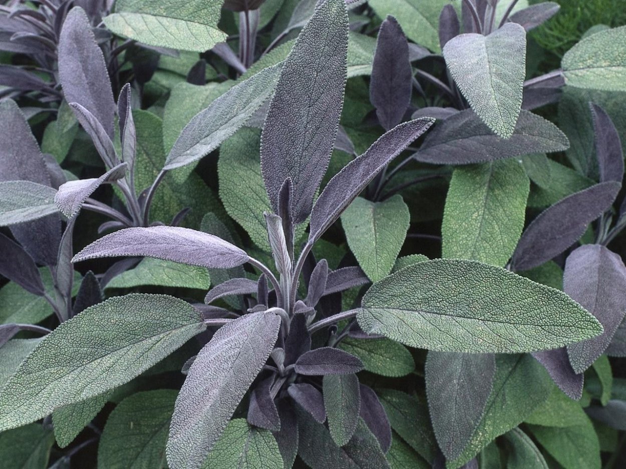 Шалфей логотип