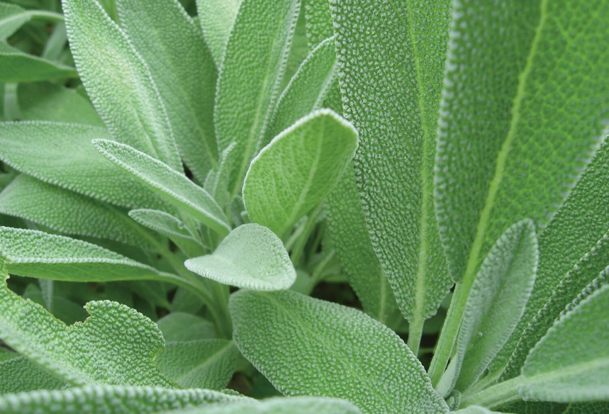 Шалфей цветочки на белом фоне