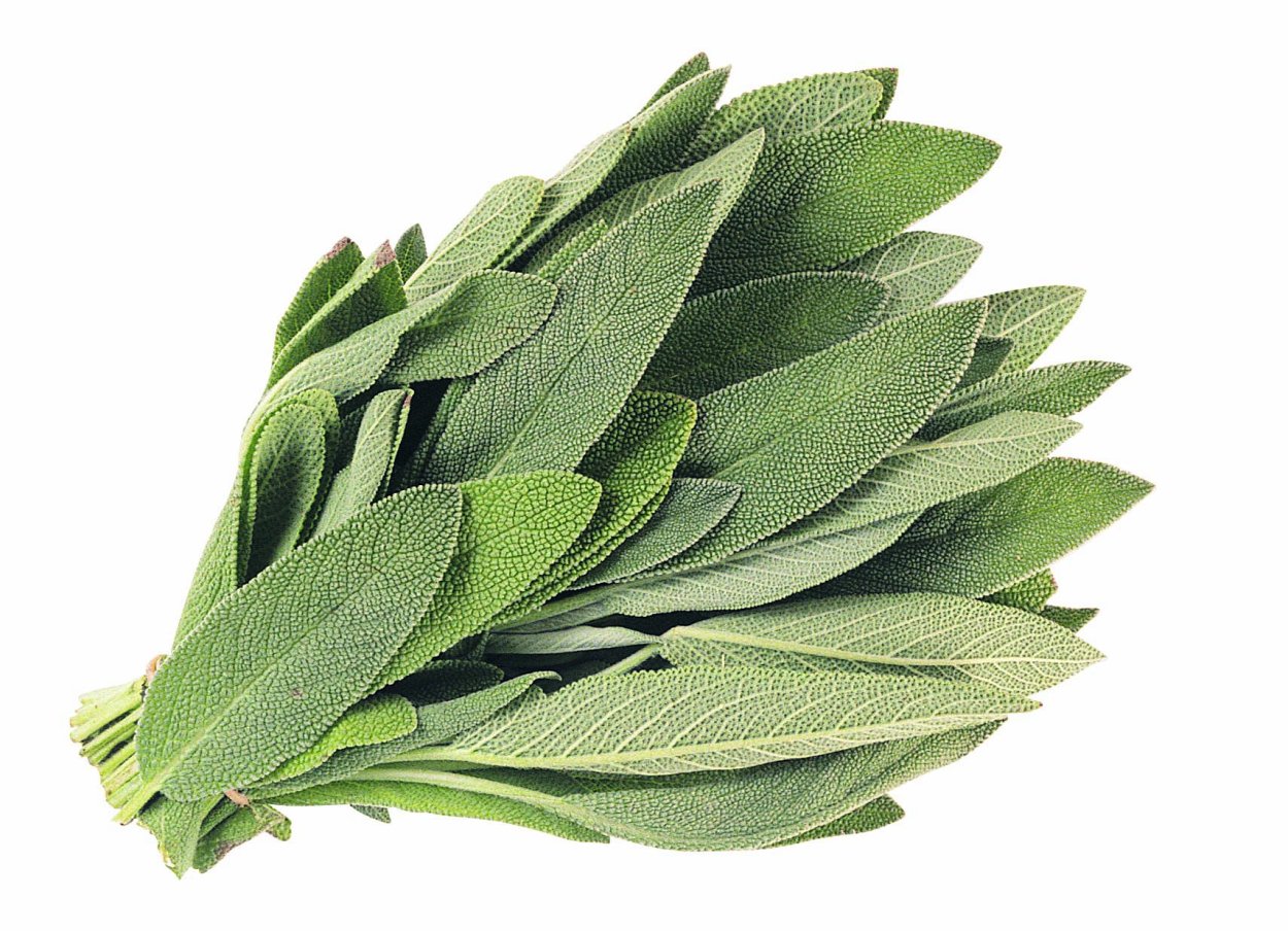 Лаванда узколистная (арт. Гроссо)