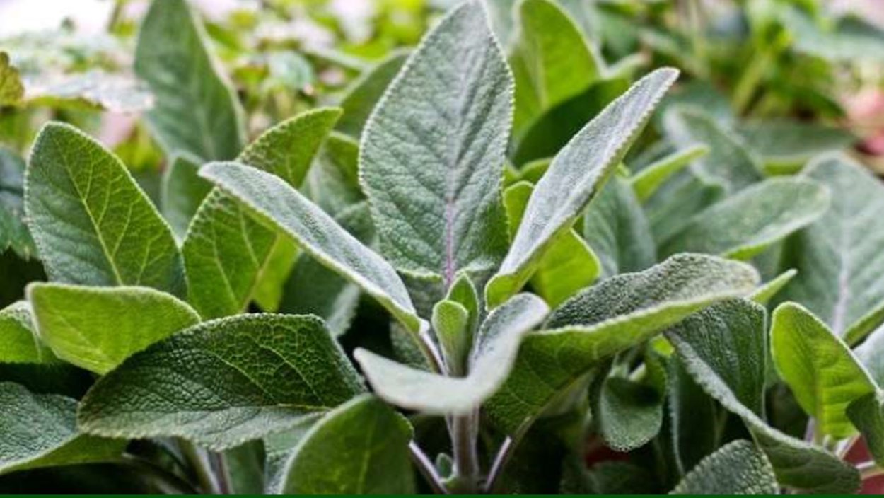 Сальвия оффициналис