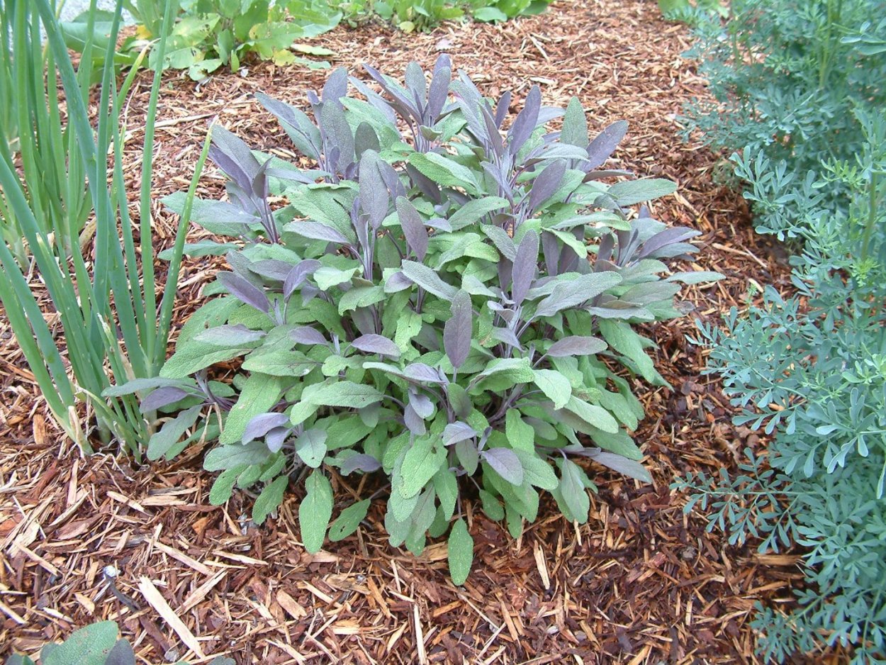 Шалфей Альпийский.