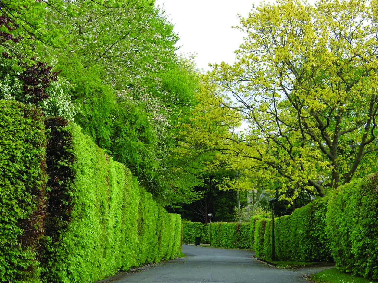 Летний сад зеленая изгородь