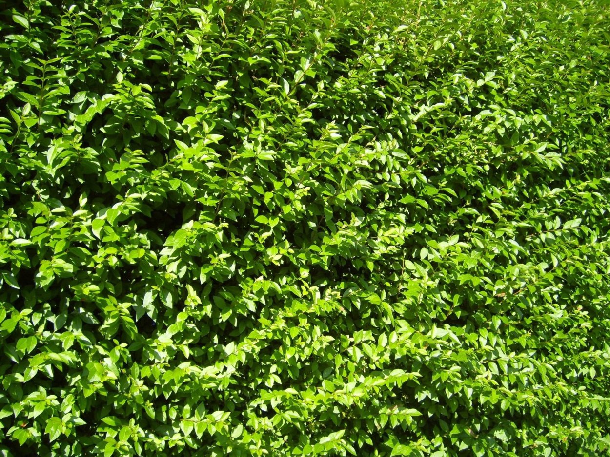 Зелень кусты