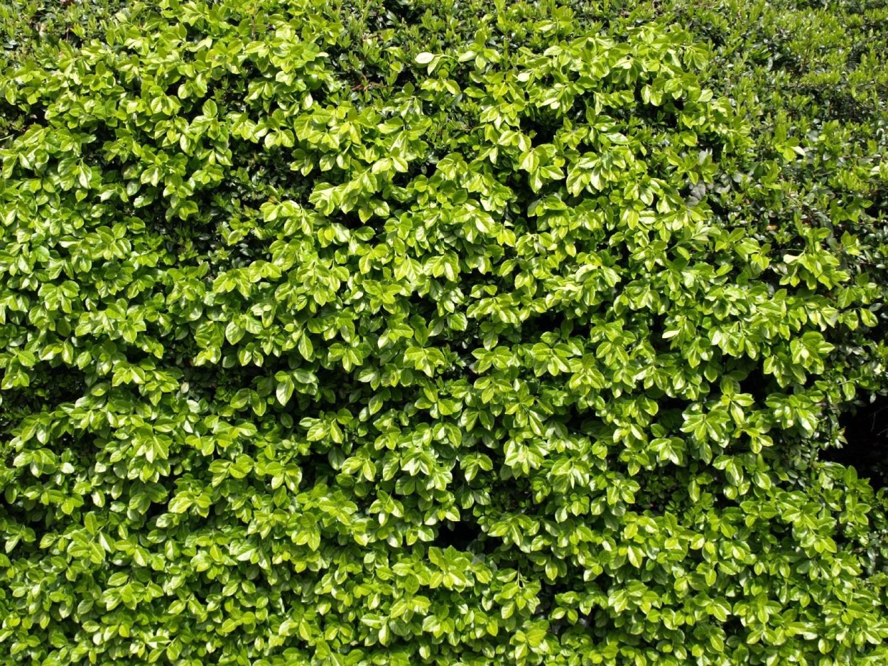 Густые кусты