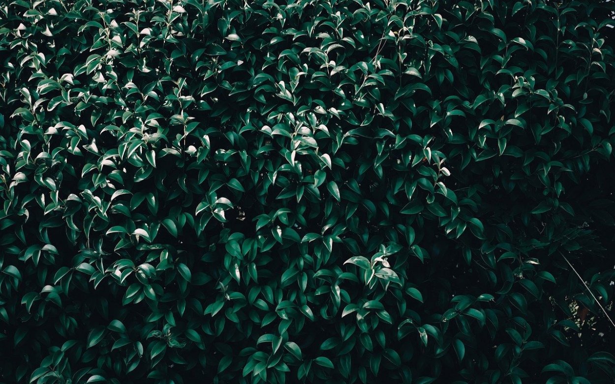 Кустарники с темно зеленой листвой