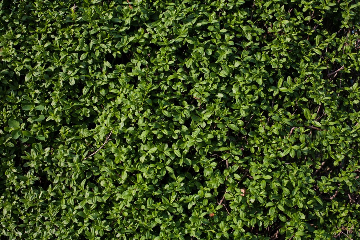 Кизильник изгородь сверху