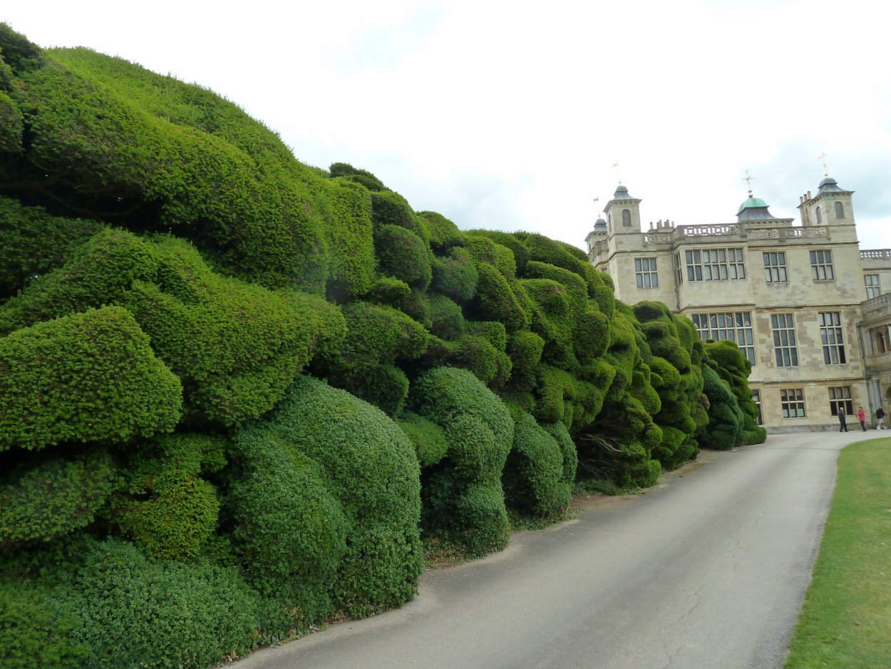 Зеленая изгородь в Британии