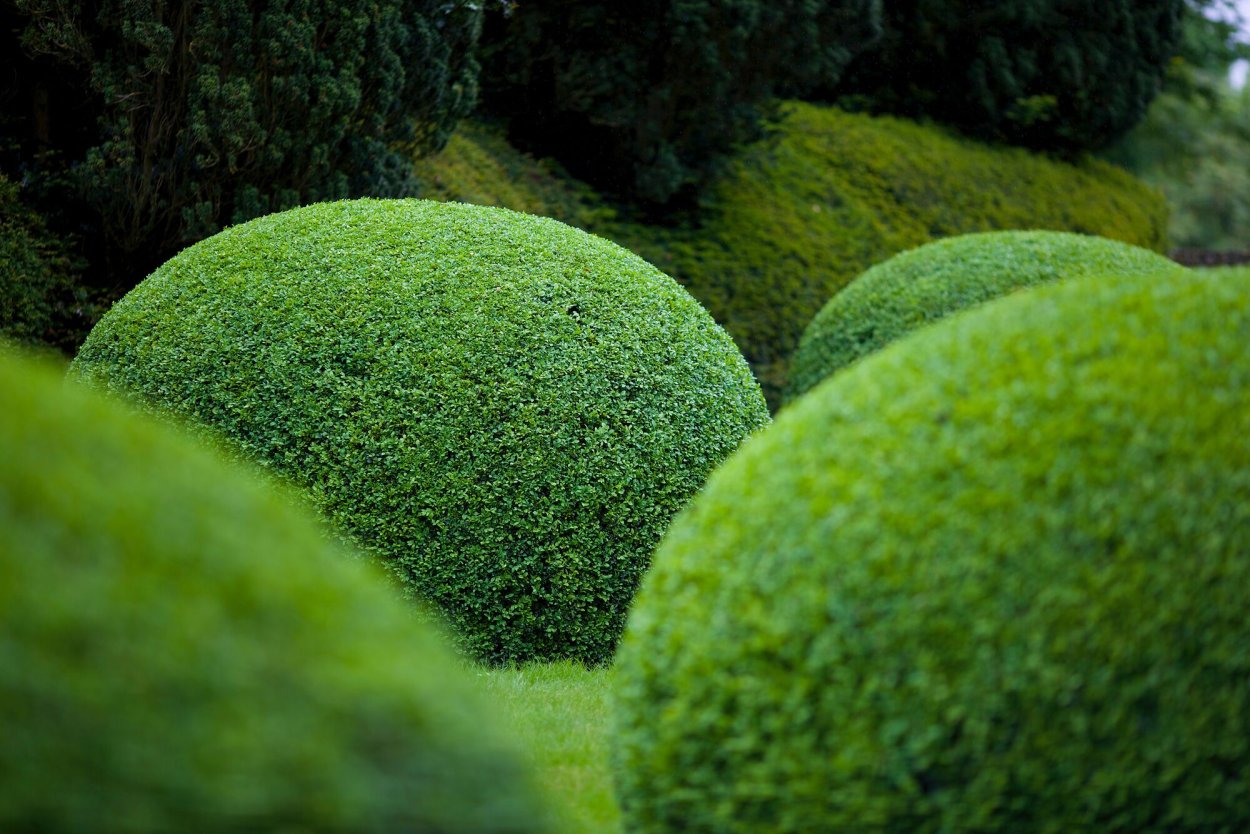 Самшит в Японии