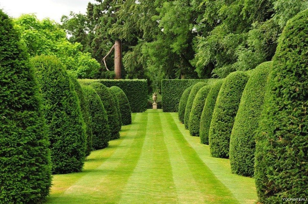 Топиарная стрижка туи Смарагд