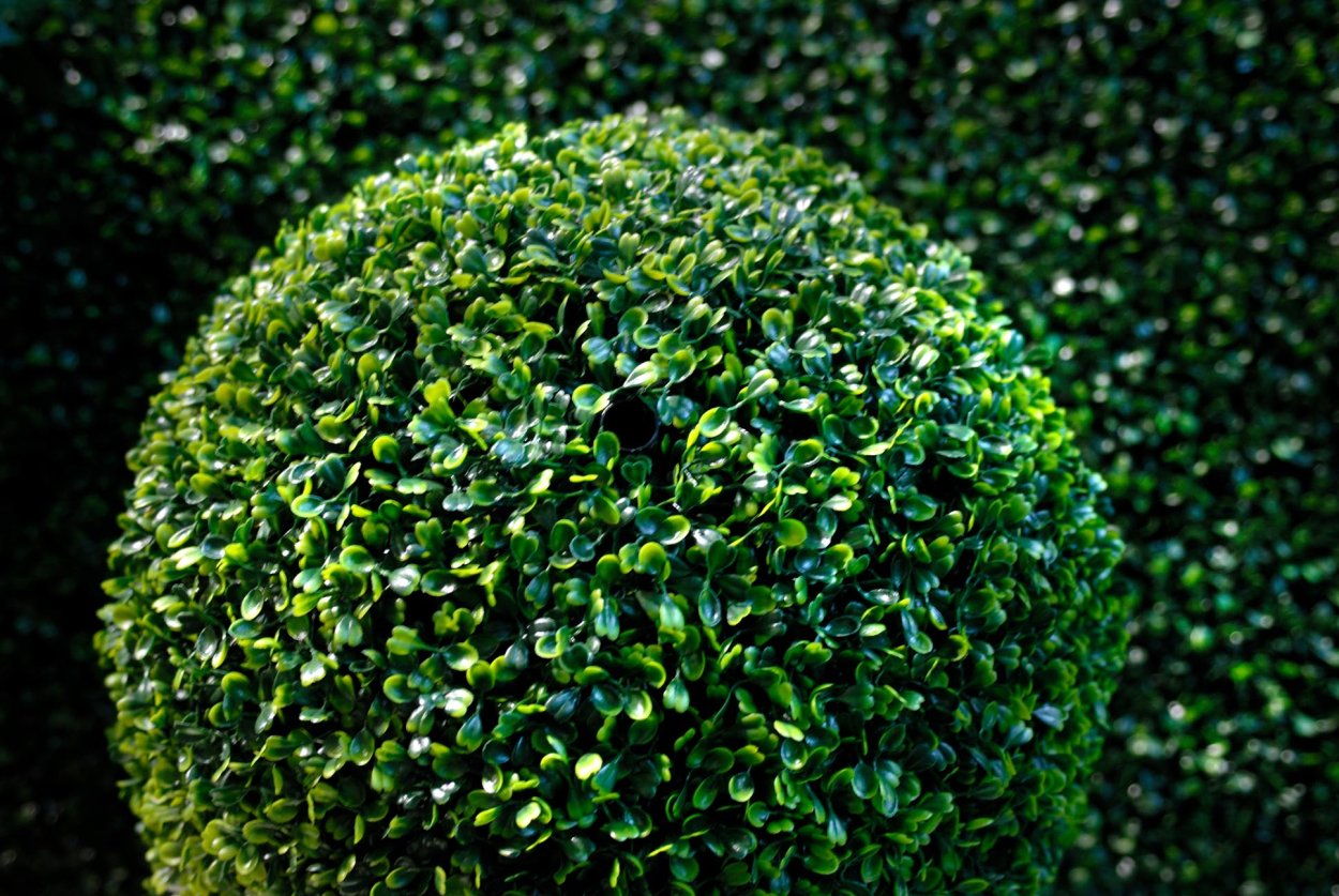 Buxus sempervirens самшит