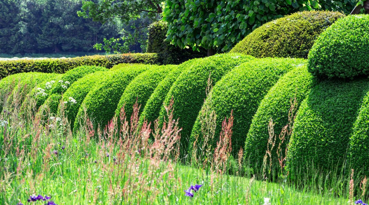 Вечнозеленые растения