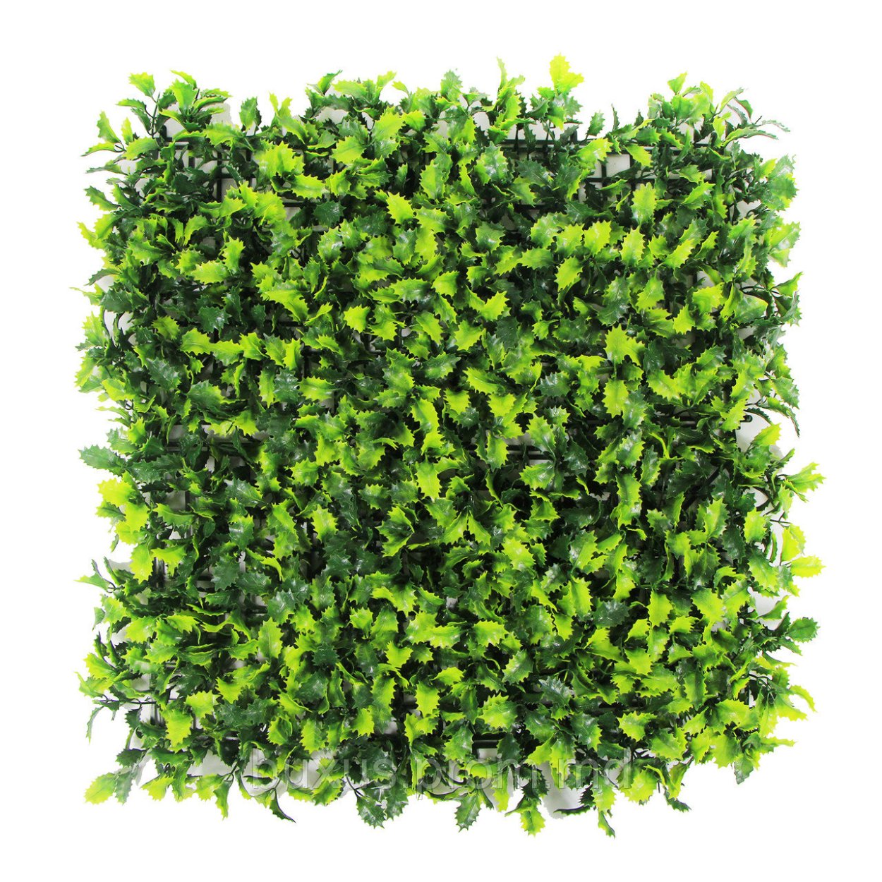 Самшит Живая изгородь