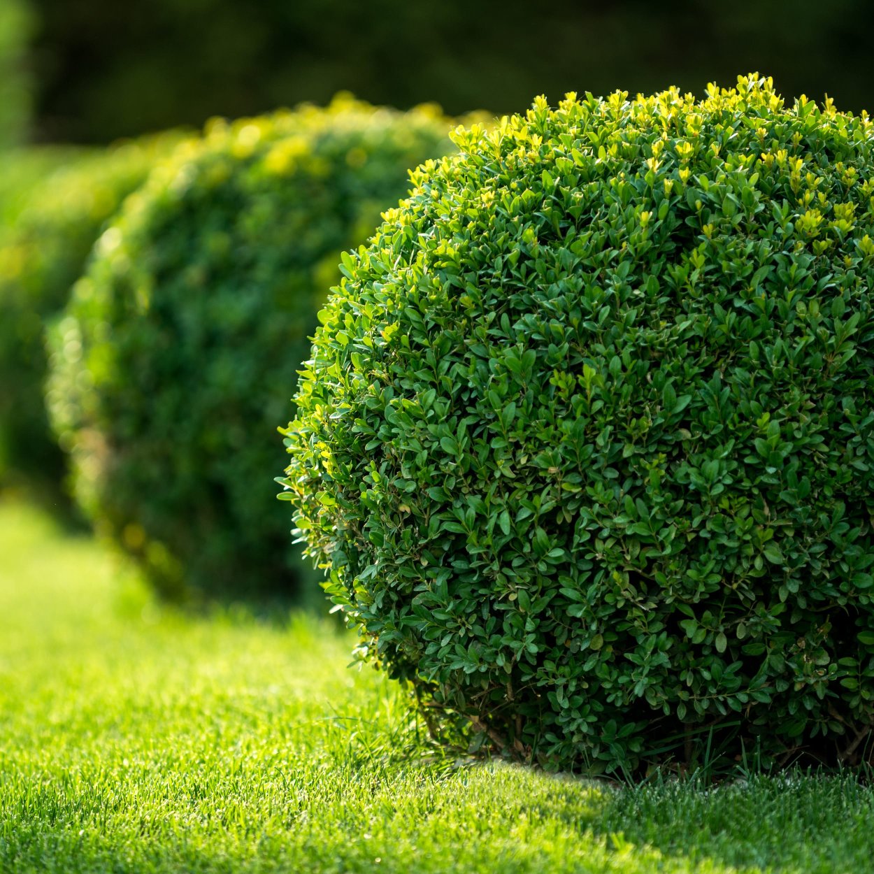 Самшит вечнозеленый Buxus sempervirens