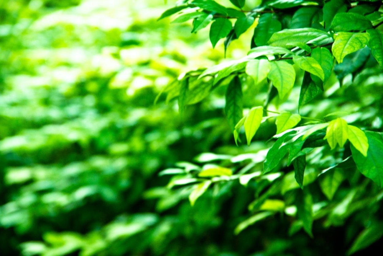 Листва кустарник