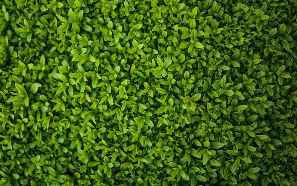 Трава сверху