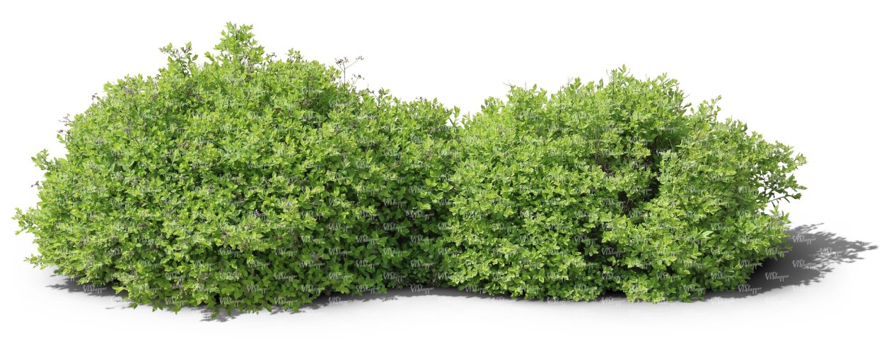 Смородина Альпийская 'Schmidt'