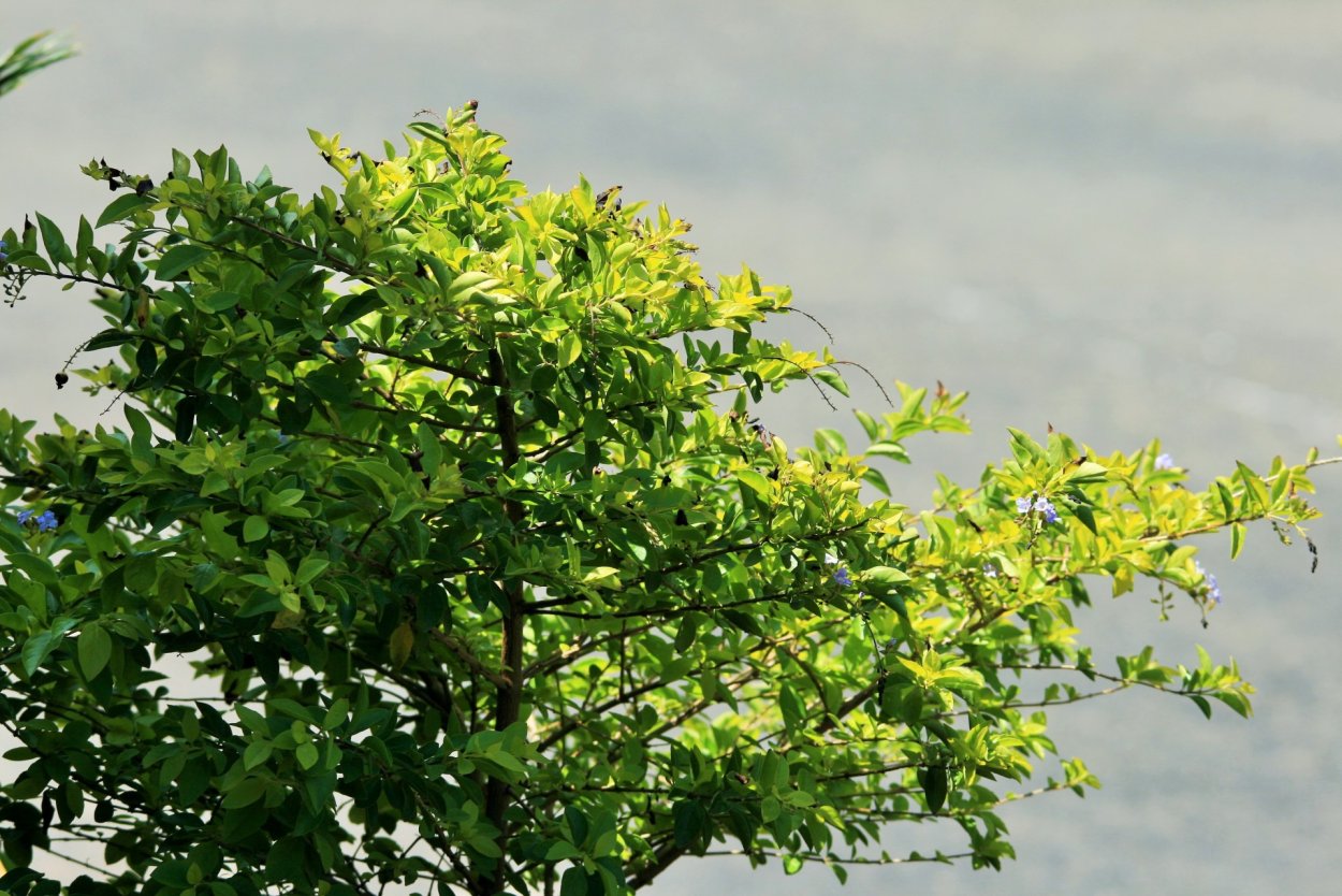 Кустарники jpg