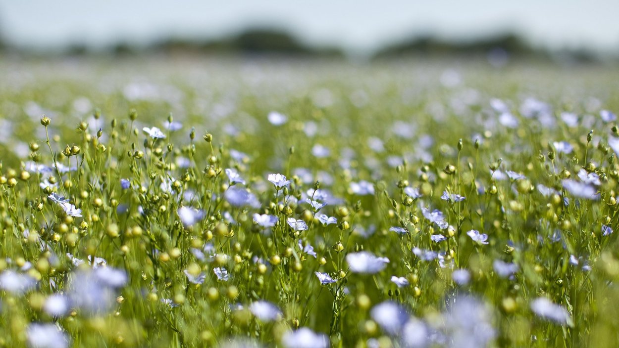 Лен долгунец поля