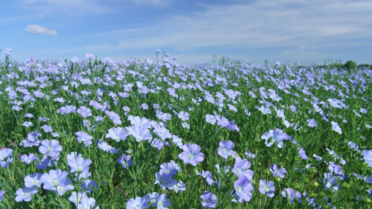 Цветение льняного поля