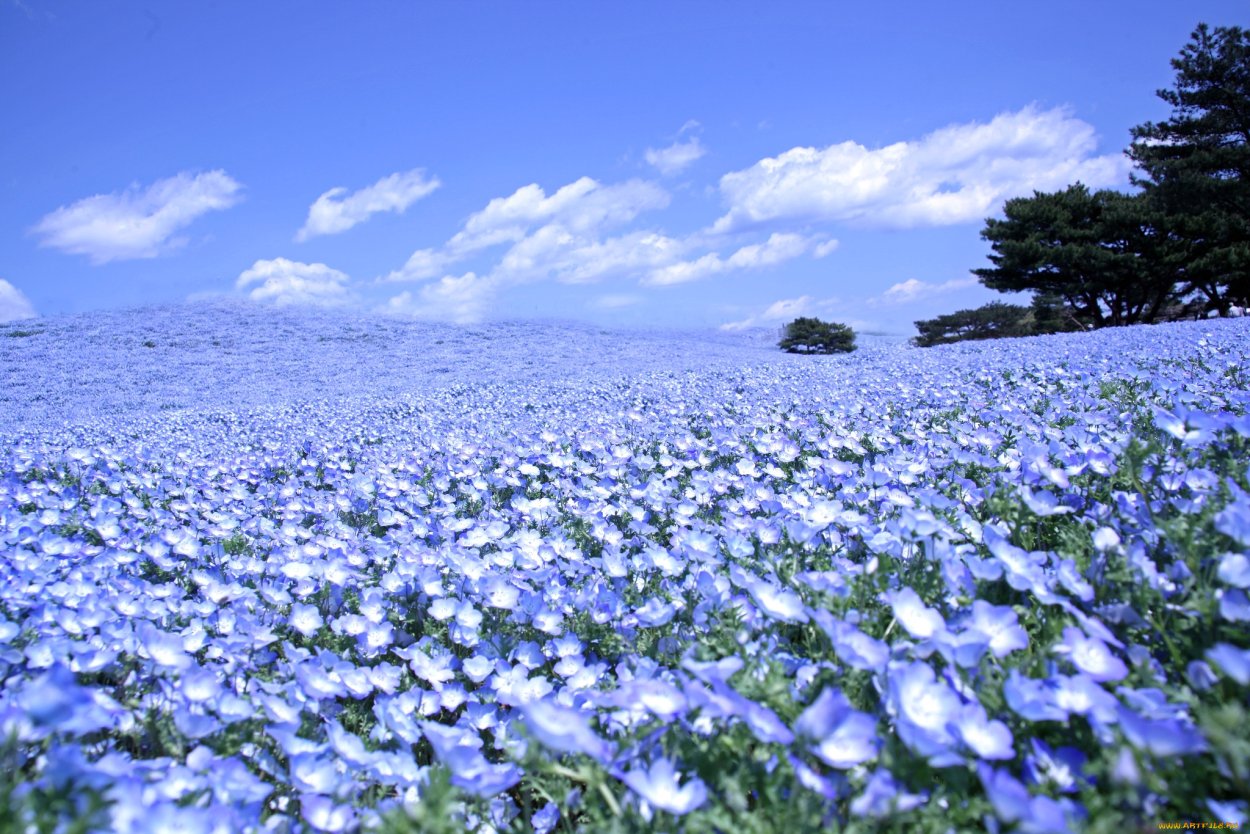 Парк Хитачи немофила