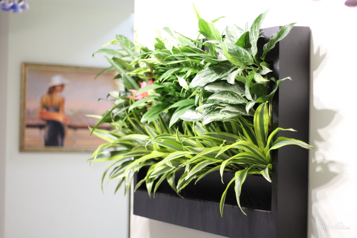 Хлорофитум хохлатый фитостена