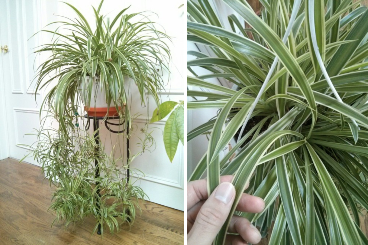 Хлорофитум в интерьере кухни