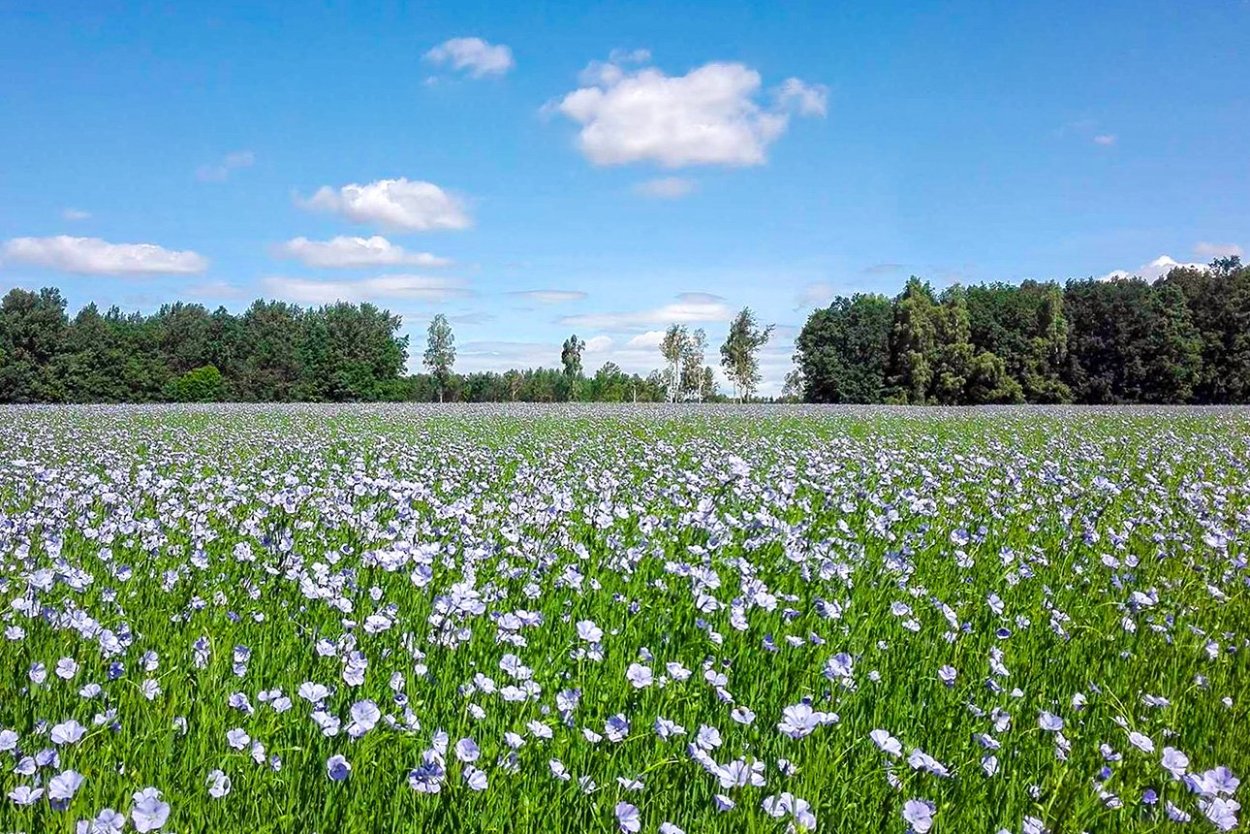Льняные поля Удмуртия