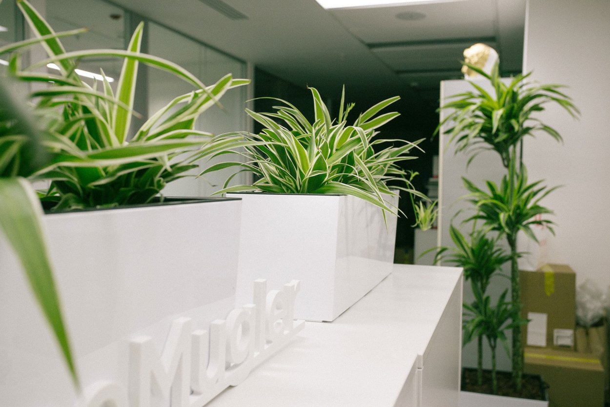 Хлорофитум в интерьере офиса