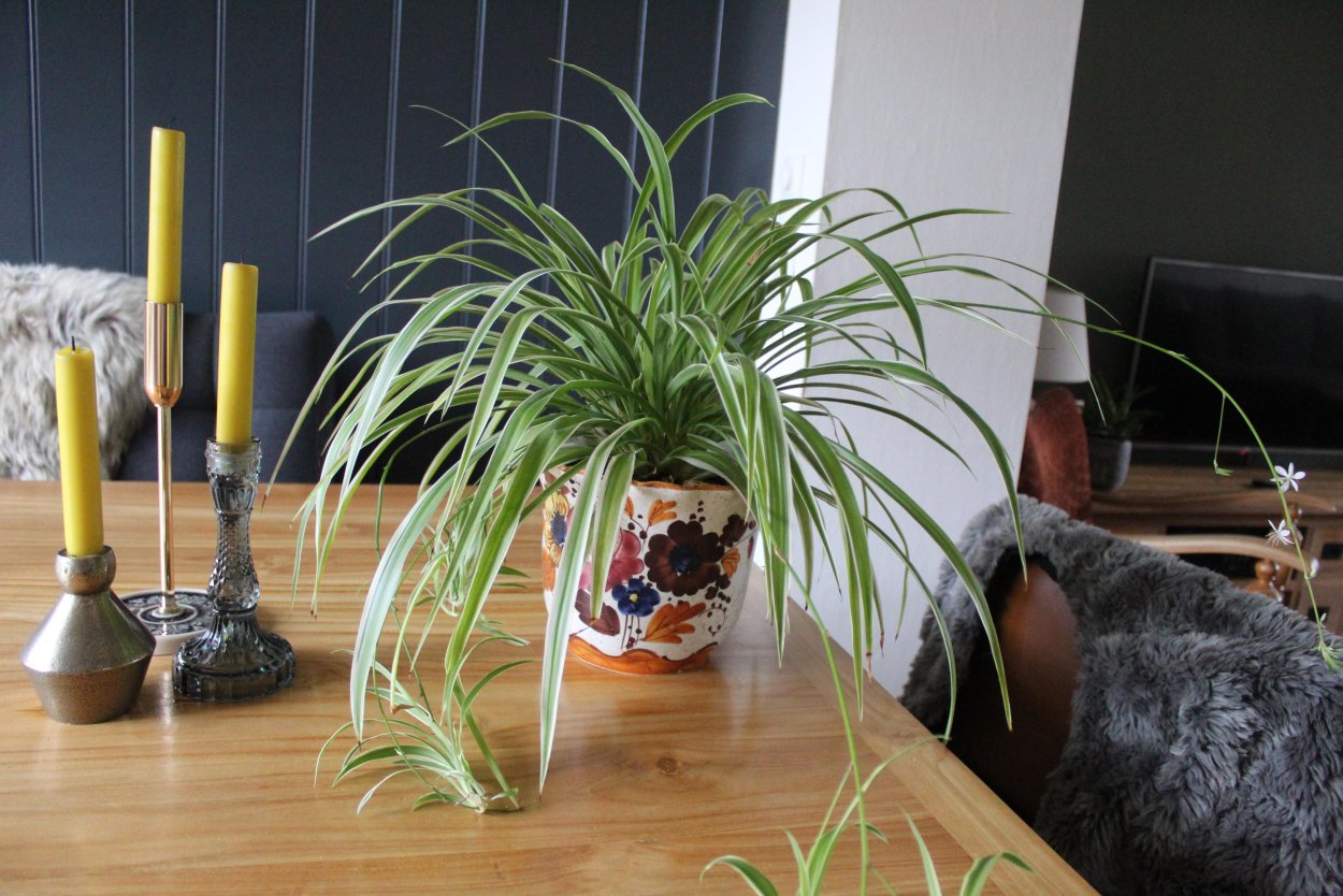 Хлорофитум папоротник горшок