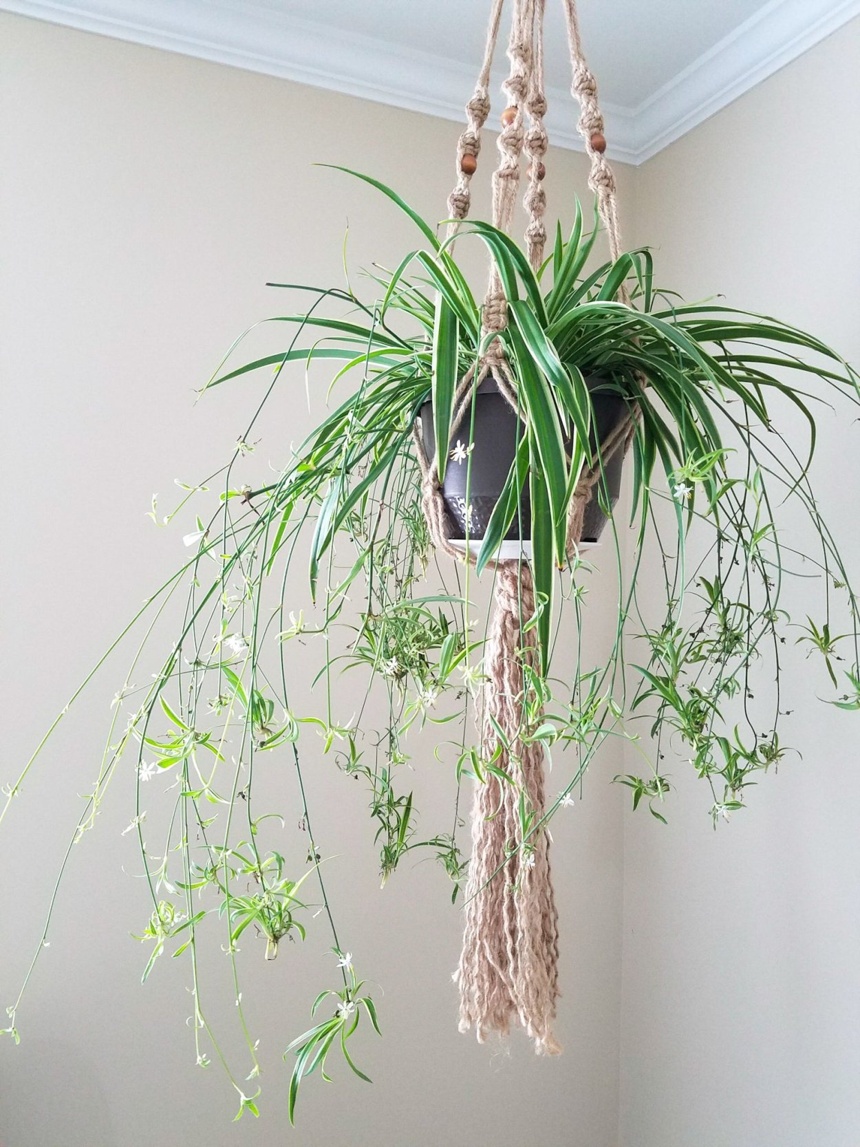 Хлорофитум Штернберга