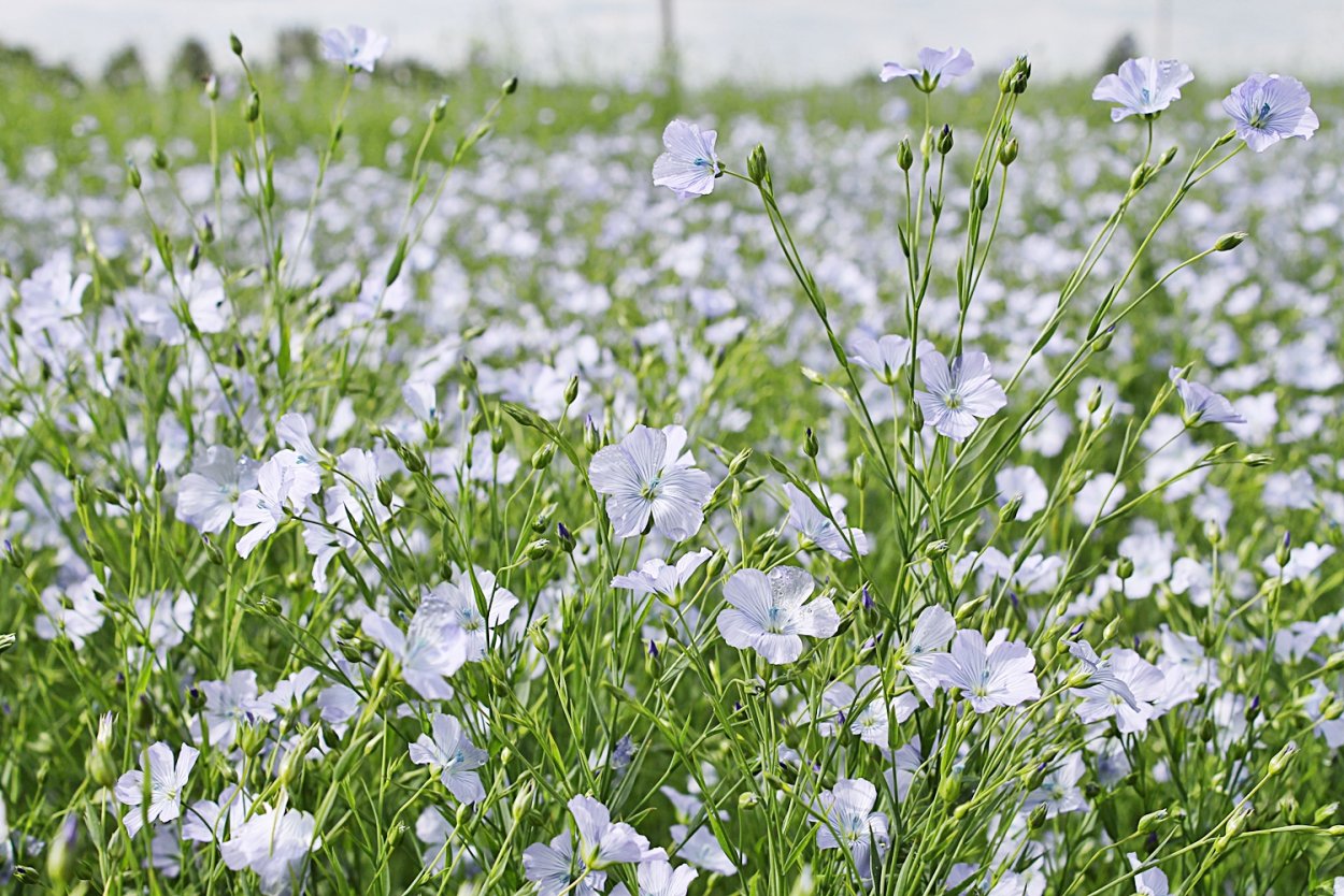 Лен долгунец