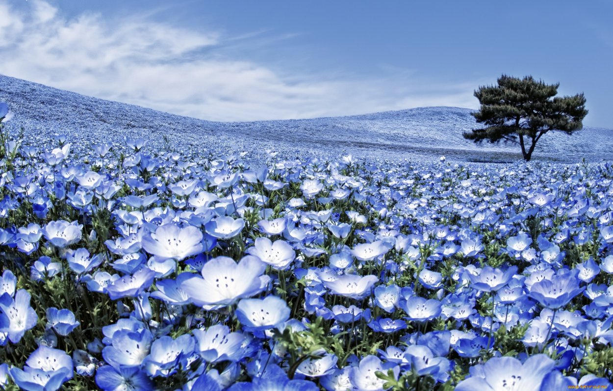 Немофила менциса голубая