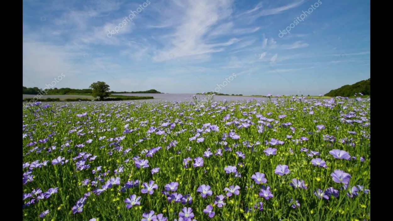 Льняное поле в цвету