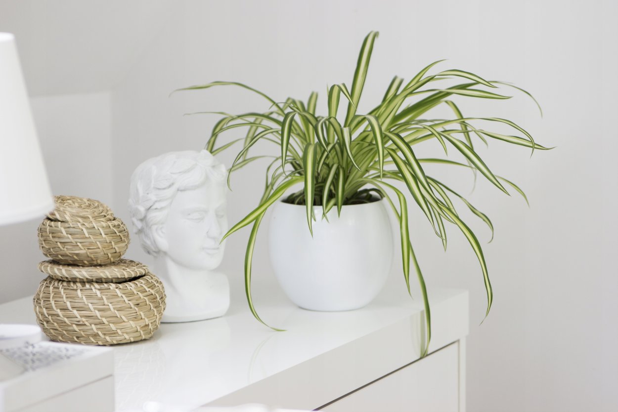 Хлорофитум на полке в интерьере