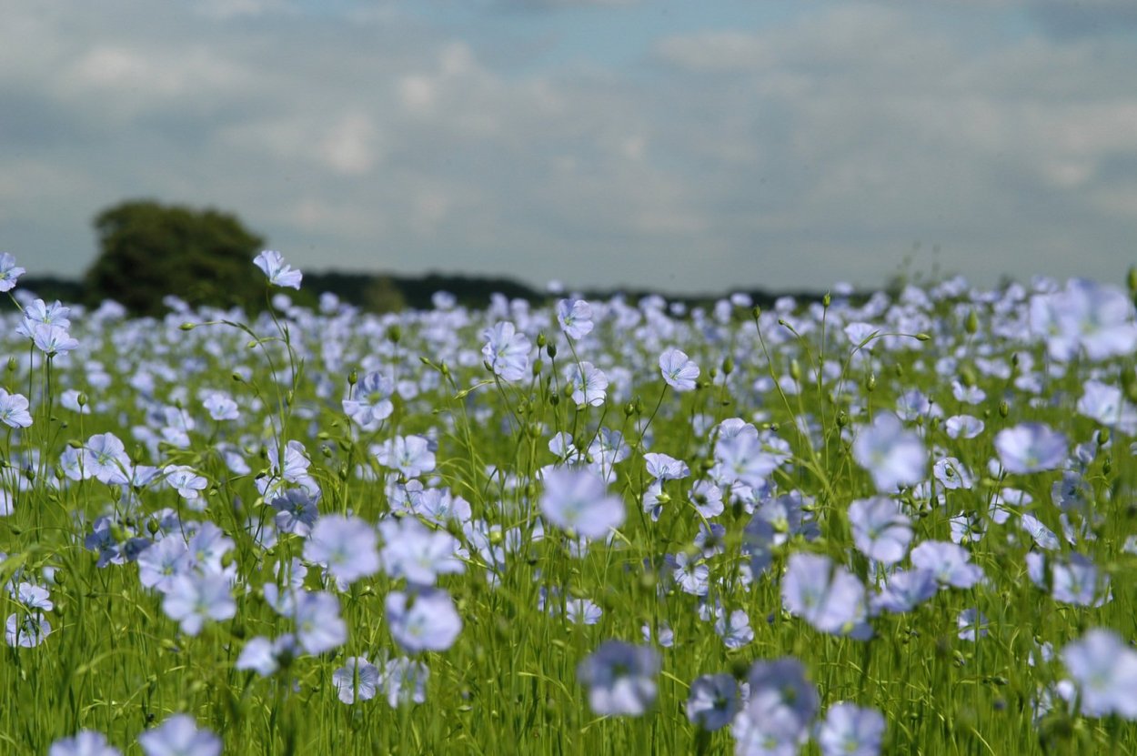 Лен масличный цветение