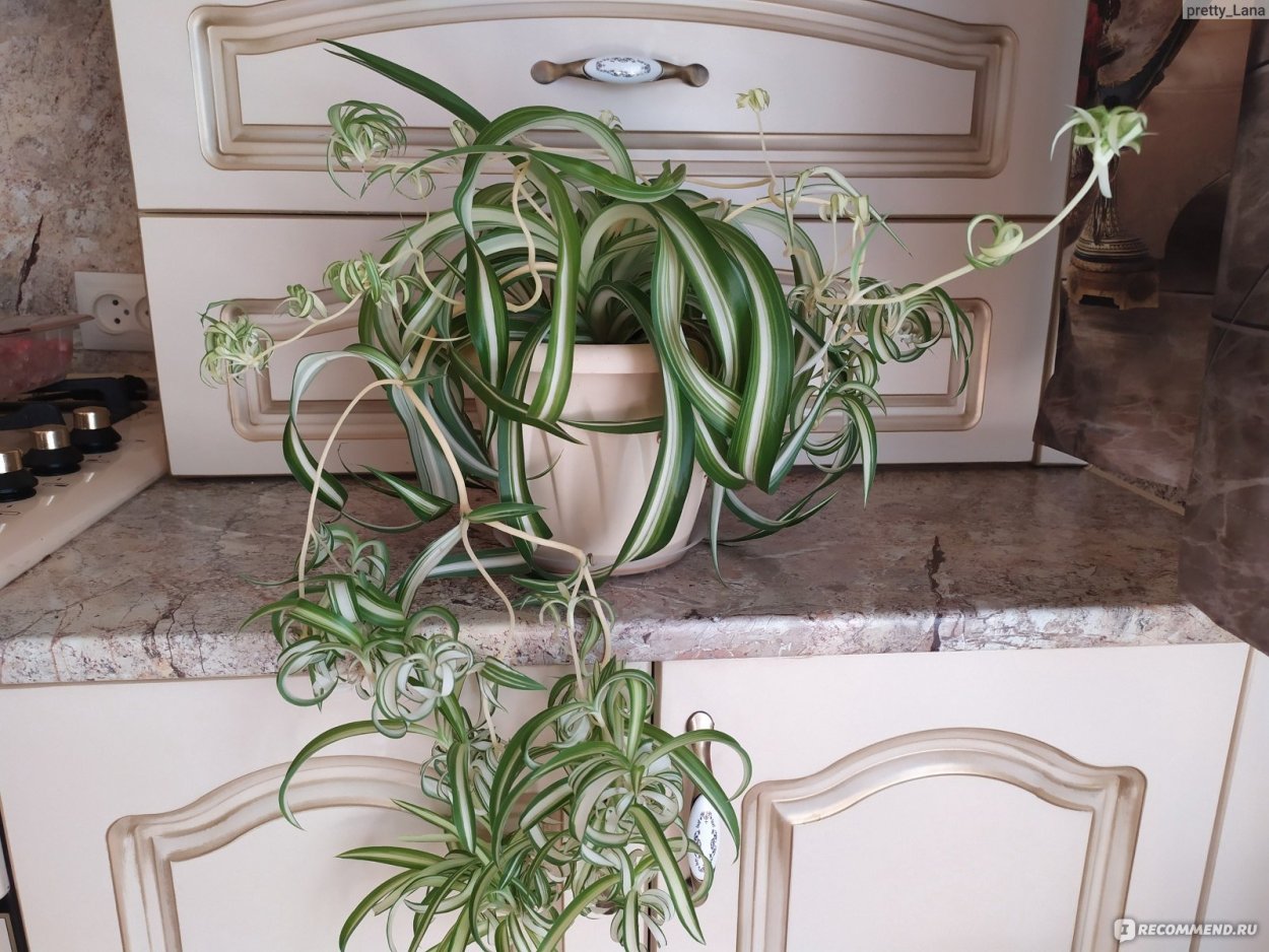 Хлорофитум в ванной