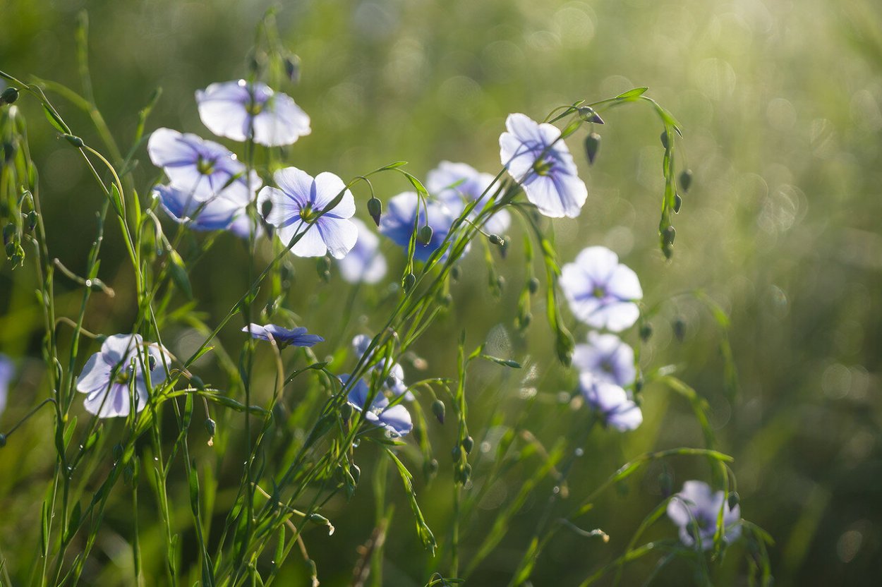 Лен долгунец листья