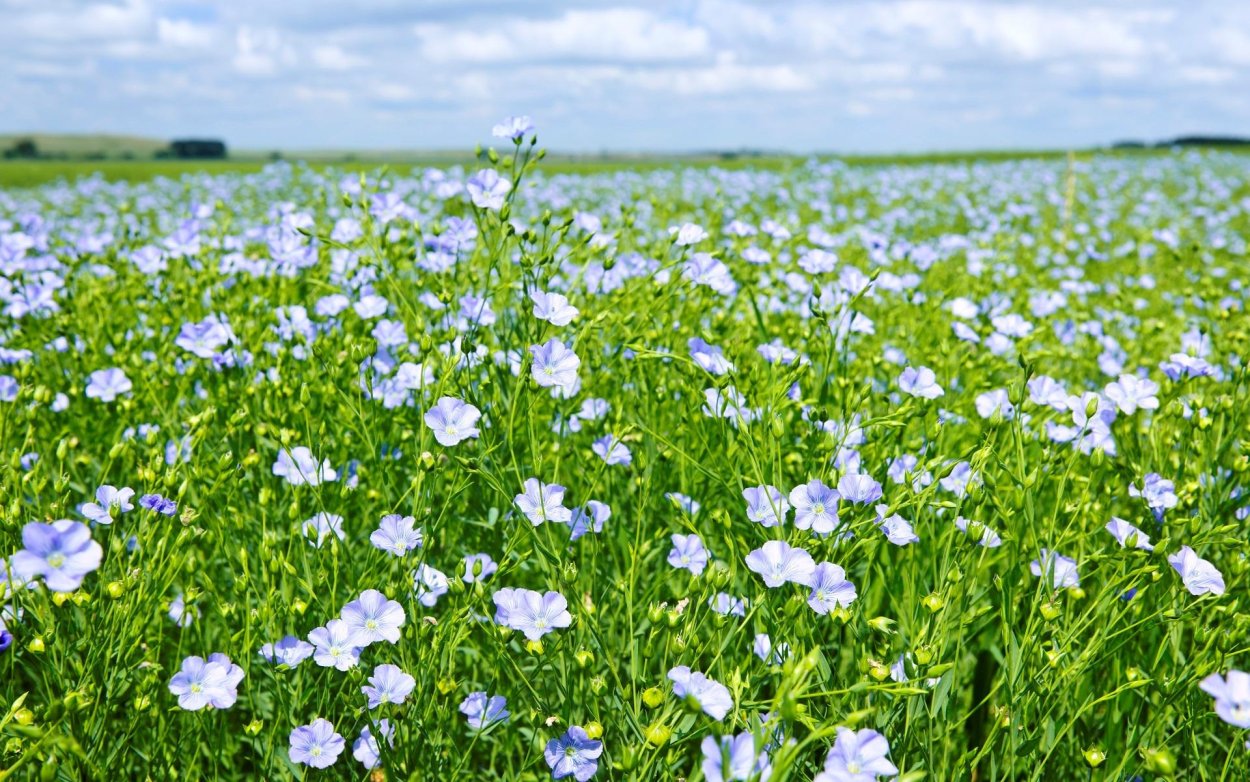 Лён обыкновенный долгунец