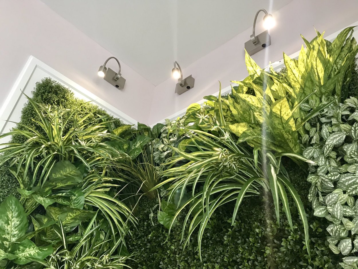 Хлорофитум фитостена