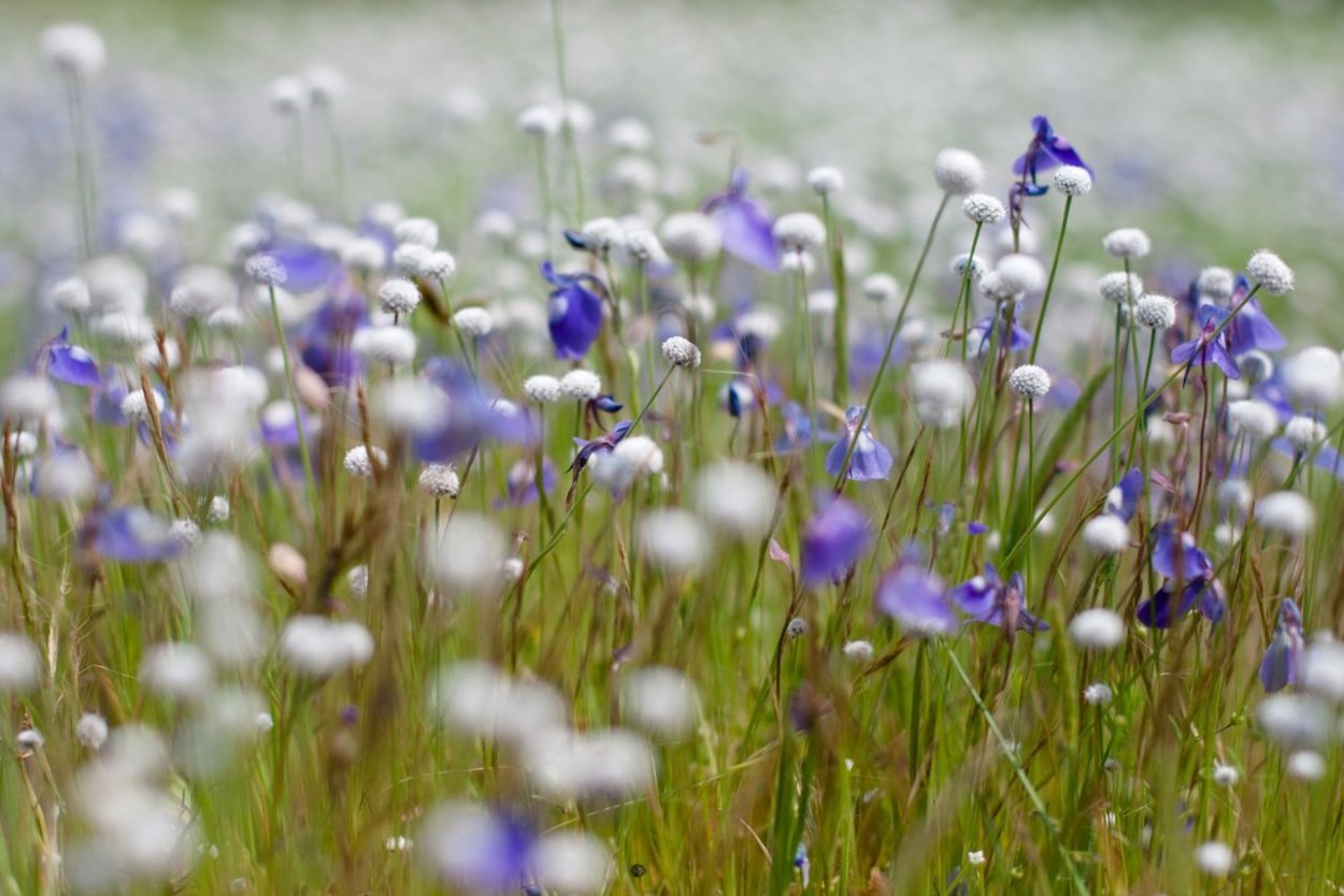 Лён в поле макро