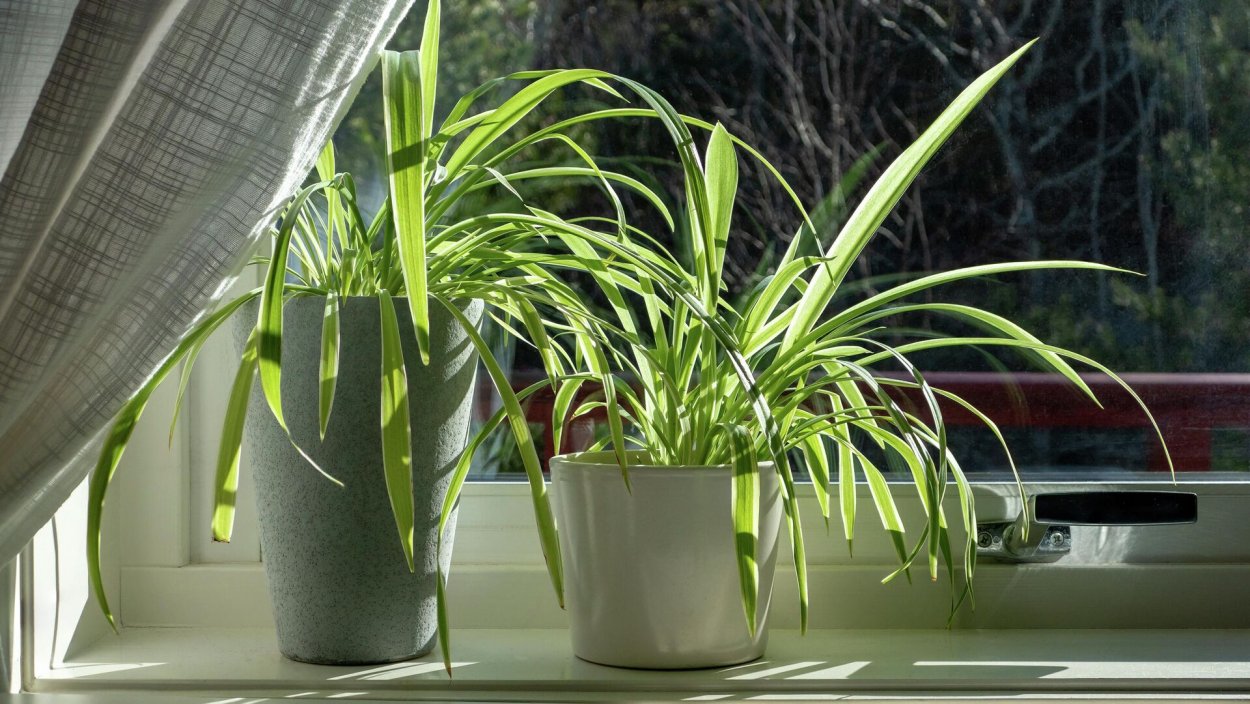 Лиана Грин вертикальное Озеленение