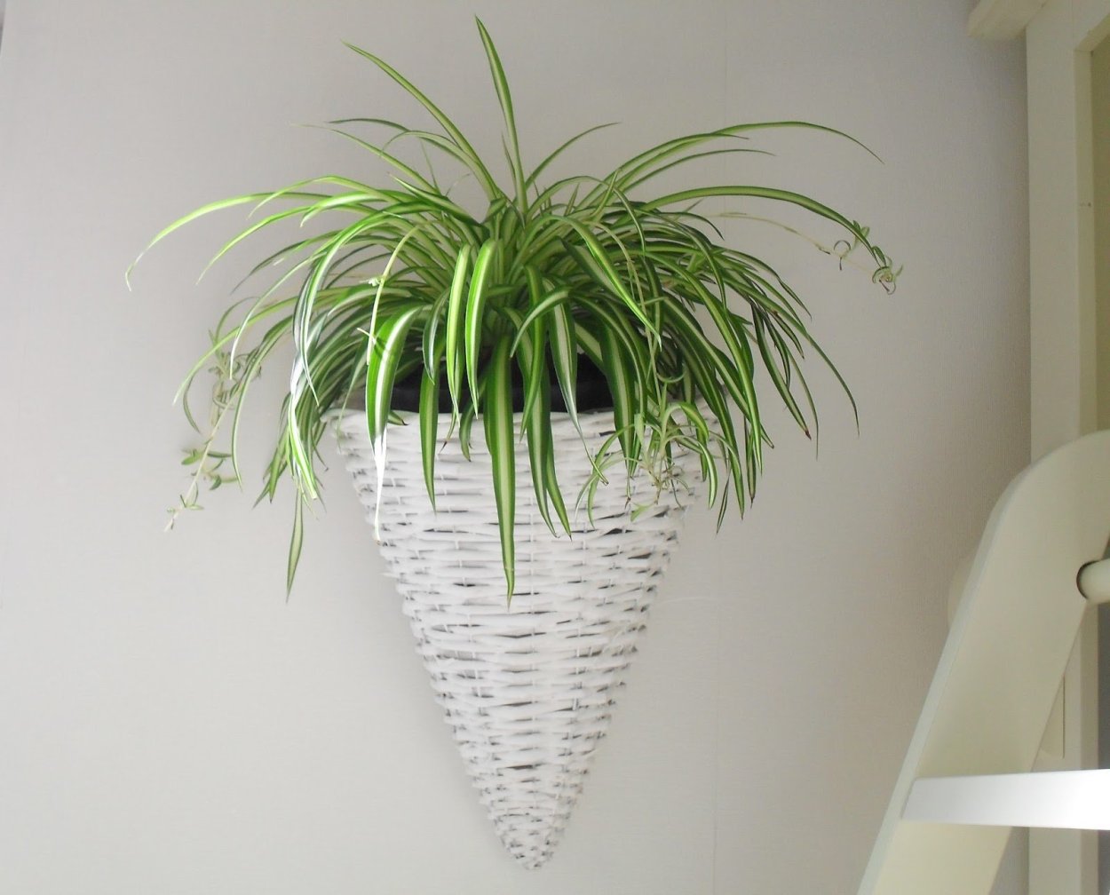 Хлорофитум в подвесном кашпо