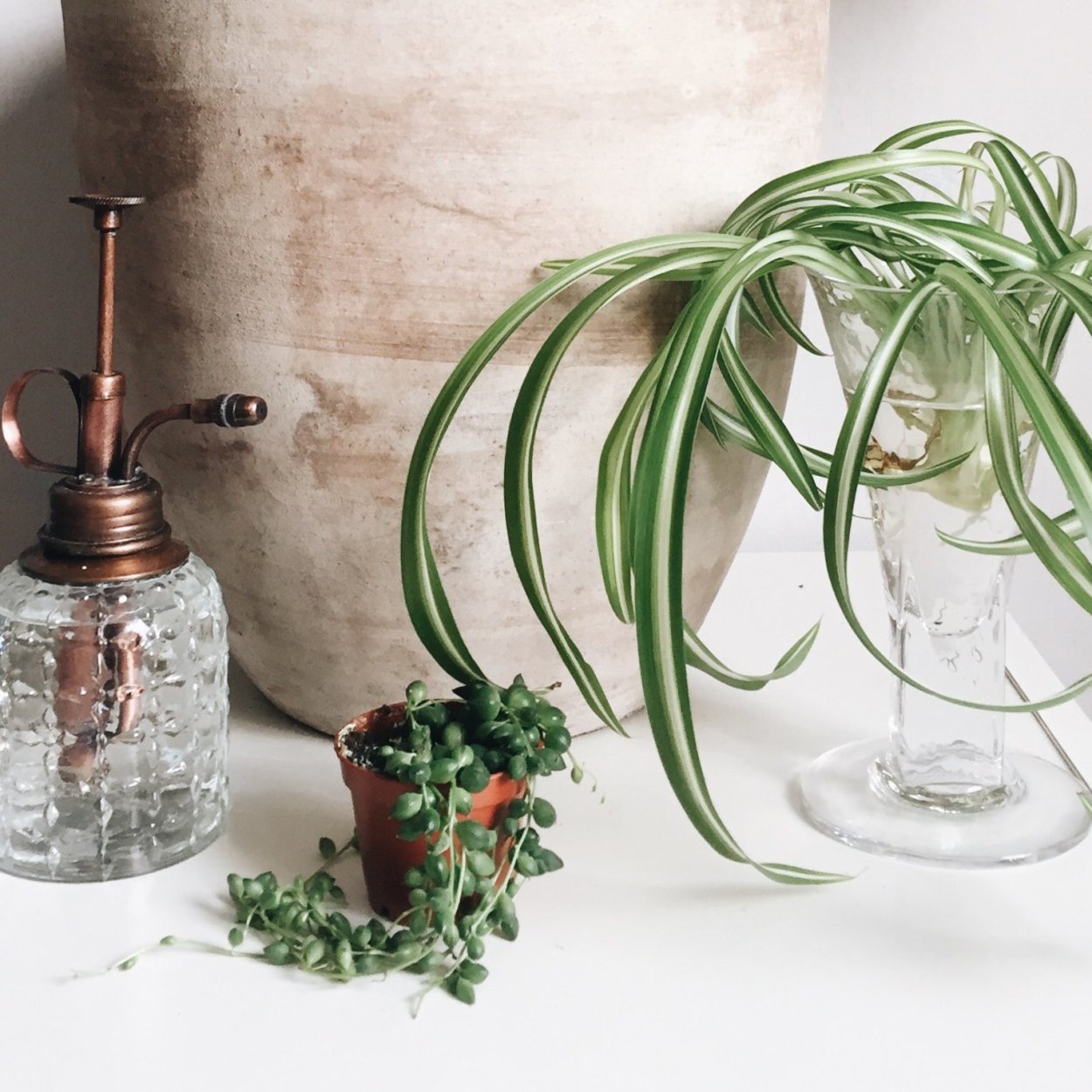 Хлорофитум ампельный