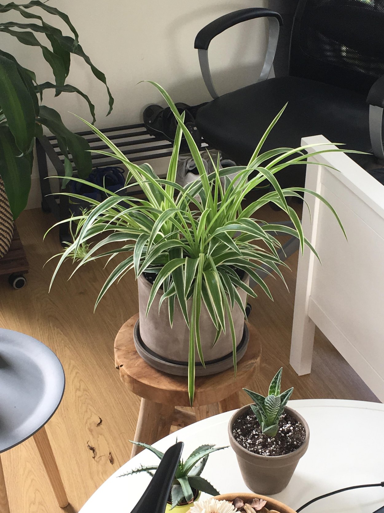 Хлорофитум Пальма